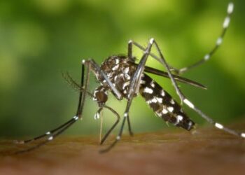 Cidade de São Paulo decreta hoje estado de emergência por dengue