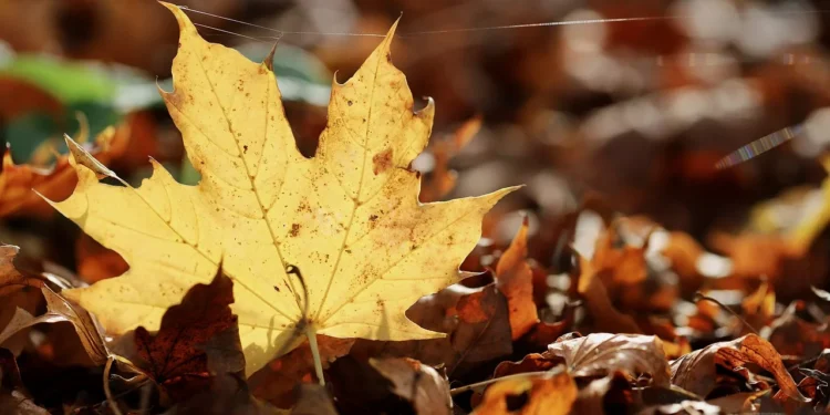 Chegada do outono pode amenizar a onda de calor que assola o país atualmente