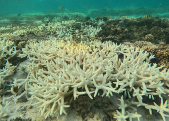 Branqueamento de corais é causado por calor nos oceanos