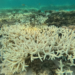 Branqueamento de corais é causado por calor nos oceanos