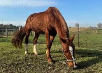 Cavalo Caramelo: como está animal resgatado no RS
