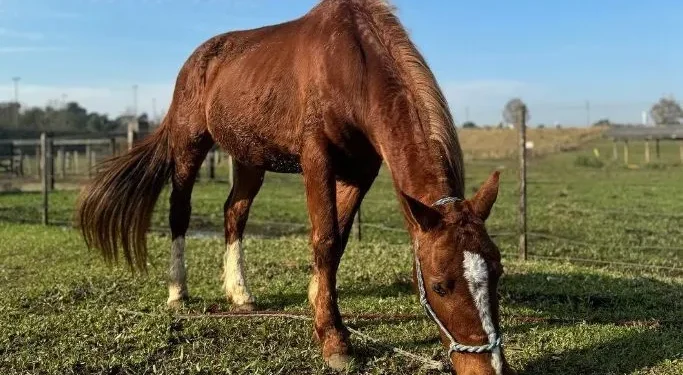 Cavalo Caramelo: como está animal resgatado no RS