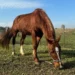 Cavalo Caramelo: como está animal resgatado no RS