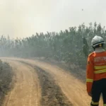 Bombeiros tentam combater incêndios no Pantanal em junho de 2024