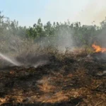 Bombeiros tentam combater incêndios no Pantanal em junho de 2024