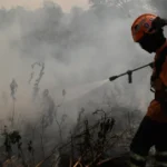 Bombeiros tentam combater incêndios no Pantanal em junho de 2024