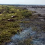 Bombeiros tentam combater incêndios no Pantanal em junho de 2024