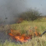 Bombeiros tentam combater incêndios no Pantanal em junho de 2024