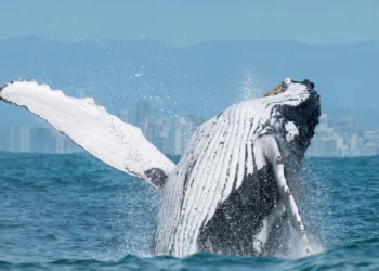 Avistamento de baleias na costa brasileira ocorre entre o fim de maio e o início de novembro em diversos locais.