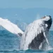 Avistamento de baleias na costa brasileira ocorre entre o fim de maio e o início de novembro em diversos locais.